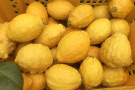 【広島県産】これが夏レモン！5㎏（大玉）