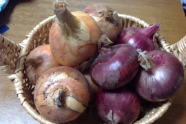 【値下げ】子どもの野菜　栽培期間中農薬不使用・自然栽培　新玉ねぎ　黄色玉ねぎ、赤玉ねぎ（2㎏）食べ比べセット