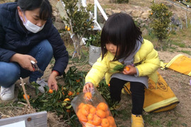 一口でパクッ！愛らしい小みかん約3㎏