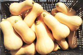 【かぼちゃ 詰合せ】 九重栗かぼちゃ・バターナッツ、 世界農業遺産ブランド野菜