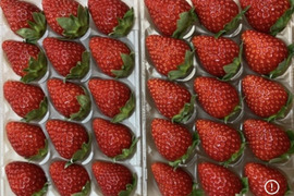 古都華　ならあかり　食べ比べ　奈良県品種　260g×2パック　いちご　苺　プレミアムイチゴ