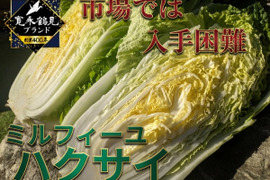 【日テレ出演で話題】💡市場では絶対に入手困難『幻のミルフィーユ白菜』400年の伝統土壌で培われたブランド白菜🥬お試し大玉1株約3キロ【冬ギフト】