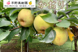 幻の梨！『清流球磨梨』かおり　約3kg(3〜7個入り)
