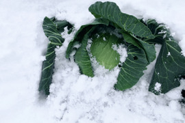 【冬ギフト】「季節限定品！越冬キャベツのお届けに参りました」　≪雪国で育まれた甘みたっぷりのキャベツ≫　兵庫県香美町産「雪ぶとんキャベツ」（10玉)