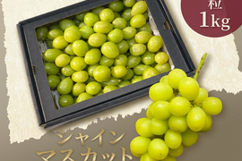 【限定/家庭用】甘さと香りの極み！朝穫りシャインマスカット 粒 1kg（種なし・皮ごとOK）