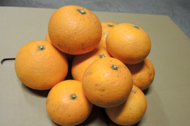 ■■削除■■　☆和歌山産☆ 清見２kg　種が少なく柔らかでとてもジューシー！