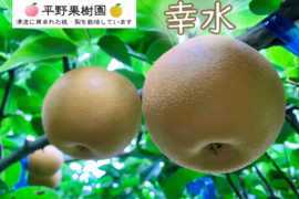 昨年大好評！『清流球磨梨』幸水　約5kg(5〜14個入り)
