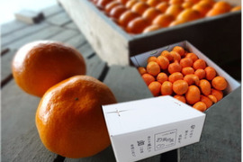 年明けでも薄皮！濃厚！甘～い！三拍子そろったみかん！とにかく甘くて美味しいみかんを食べたい方にオススメ！二段熟成の完熟みかん「熟成味柑」　サイズ混合　どっしり８ｋｇ【180】