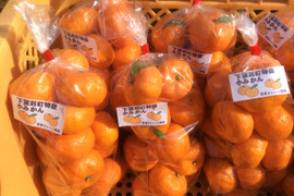 一口でパクッ！子供が大好きな小みかん2.5㎏　【愛らしい小みかんを2名様】