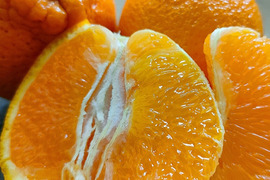 【8kg/ご家庭用】弾ける食感と爽やかな甘みが特徴！大人気「デコ(不知火)」