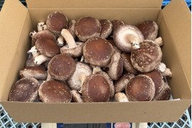 北海道産菌床生しいたけ(１ｋｇ)