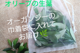 オリーブ生葉100枚  オリーブリーフ🌿オーガンジー袋入り🌿葉っぱ部のみ🌿オリーブ茶 オリーブティー ハーブティー☆自然栽培 🏣ゆうパック