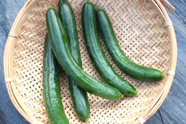 ファームさん専用 B級品 きゅうり 20キロ きゅうり 10kg 箱入り | きゅうり | カントリーファーム絆園タナカ