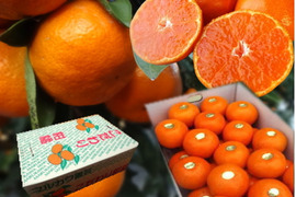 【冬ギフト】甘～い！夢の濃熟みかん！完熟収穫の濃厚な美味しさはみかん好きも大絶賛！厳選プレミアムみかん「蜜ツ丸（みつまる）」レギュラー箱 　２Ｌサイズ　３０玉入　「熨斗対応可」【商品番号118】