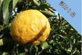 春香る！蜂と育てる農園の”はるか”５ｋｇ（家庭用　Ｍ～ＬＬ混合）