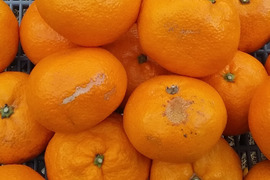 【蔵出しみかん】格外SML3kg和歌山下津産「常温便」