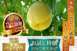 🍑見つけたらラッキー🍑市場に出回らない黄金桃お試し特価キャンペーン～自分ご褒美に確かな糖度レストラン御用達の朝どれ黄金モモ【先着300名限定予約】【敬老の日ギフト】【2026年９月予約】
