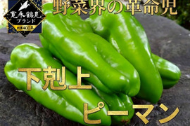 🫑野菜嫌いが吹っ飛ぶ🫑『下剋上ピーマン』400年土壌の栄養を最大限享受したブランドピーマン💡寛永鶴見ブランド1kgお試しキャンペーン💪2026年度予約☘️