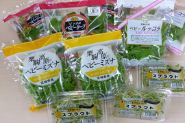 【アレンジ色々】サラダセット(ルッコラ、ミズナ、スプラウト、ベビーリーフ入)