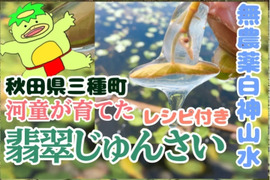 農地直送！秋田県三種町翡翠生じゅんさい500g クロネコ連携便対応