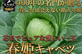 【日テレ出演で話題】💡名門が大切に育てた箱入り娘『春姫キャベツ』秘伝の羽衣を纏い400年の伝統土壌が織りなす一玉🥬お試し1玉約1キロ