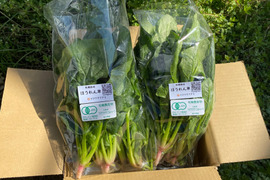 逆輸入 ほうれん草の通販｜野菜｜食べチョク｜産地直送(産直)お取り寄せ 野菜
