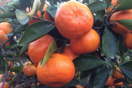 (広島県産)一口でパクッ！愛らしく甘い小みかん約3㎏