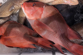 【活き締め】天然千年鯛　センネンダイ 1〜1.5kg