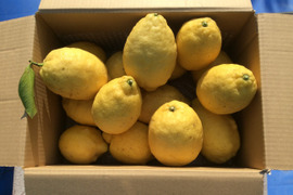 【広島県産】ヤギと育てた夏レモンが大きくなったので4.5㎏に