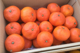 蔵出し紅みかん「特別限定品」（５㎏）