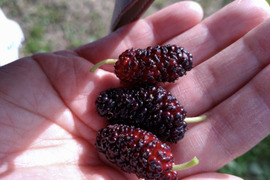 【天然健康果実】生マルベリー　桑の実　500g
