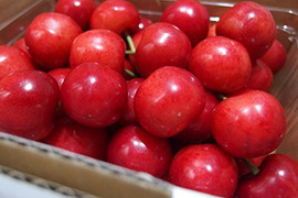 【 ご家庭用:佐藤錦 】山形県産 500g 🍒サイズM〜LLお楽しみ商品になります^_^！！