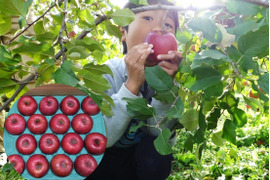 【大切な方へ】贈答用サンふじ5キロ16玉【葉とらず・大玉】JA基準より60％減の低農薬栽培