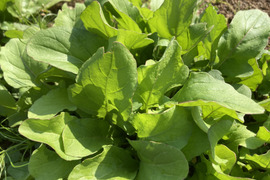 【ルッコラ】屋久島産　完全農薬不使用　300g