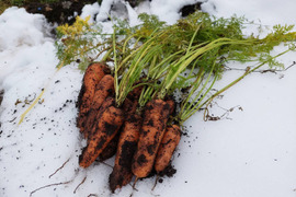 栄養価コンテスト3度グランプリの農園直送！雪の下で甘みを蓄えた「雪解け有機人参」3kg（不揃い・規格外）