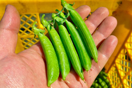 甘味の強い固定種野菜！『スナップエンドウ』 (400g)