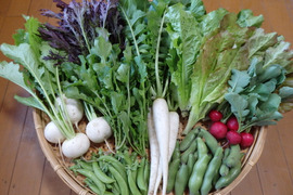 【自然栽培】高原の野菜セットS（7〜8品目）