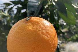 カラマンダリン【3kg（箱込）・ご家庭用】