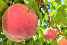 【2026年予約早割】初夏を彩る桃 品種はおまかせ！朝採りした桃をその日に発送します！