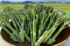 茎がやわらかい！ハウス栽培スティックセニョール（450g）山形県庄内産