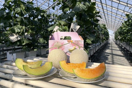 【一株一果のこだわりメロン】【秀品】【ご友人と】【親族の集まりで】アールスメロン（３Ｌ以上×２玉）　青肉・赤肉のセット　３㎏以上