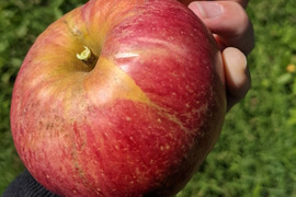 【加工用】紅玉 約4.5kg（10-28玉） 昔ながらの酸っぱい林檎 9月下旬頃発送開始予定 #NAK0K045