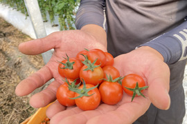【農場から直送】熊本県産ミニトマト1kg