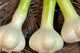 【数量限定⭐️今だけ増量】1年に1回🎉この時期だけの生にんにく🧄500グラム掘りたて みずみずしぃ～