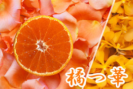 【紀州みかん“かほる橘つ華”】　5ｋｇ（箱込み）