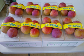 7月下旬発送予定（山梨県産スモモ： サマ－エンジェル 約4K）