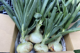 葉まで美味しい★艶ピカ新玉ねぎ　葉付き10玉