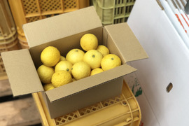 【数量限定】ゴールデンオレンジ（黄金柑）5kg｜爽やかな香りとトロピカルな甘さが同時に楽しめます
