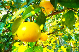 伊豆の朝採りグレープフルーツホワイト 農薬 肥料 除草剤 全て不使用