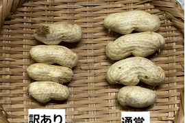 【訳あり】【今旬！生落花生】＜秋限定の大粒#おおまさり1kg＞茹でてホクホク甘い#栽培期間中農薬不使用栽培